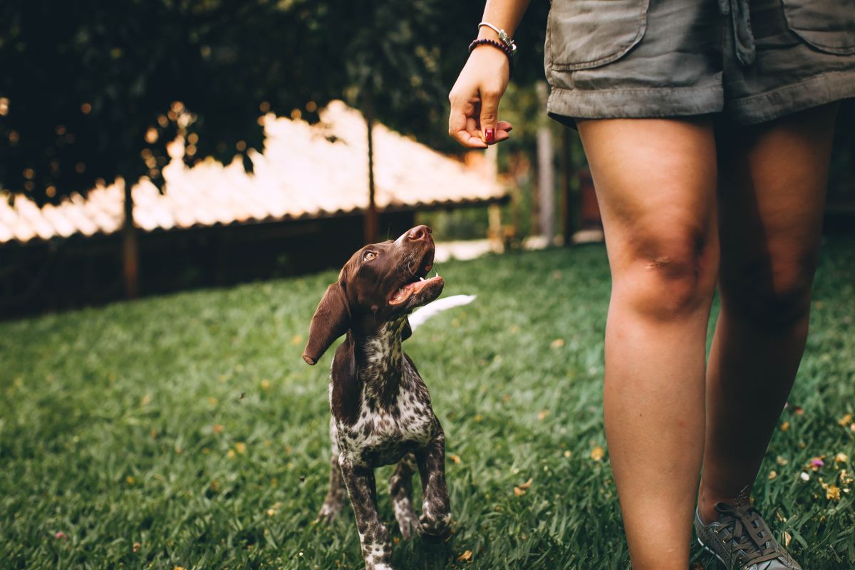 A dog with its person outdoors