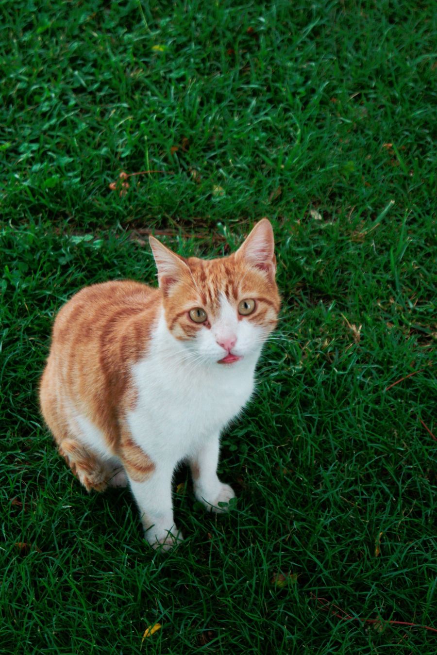 A playful orange cat outdoors