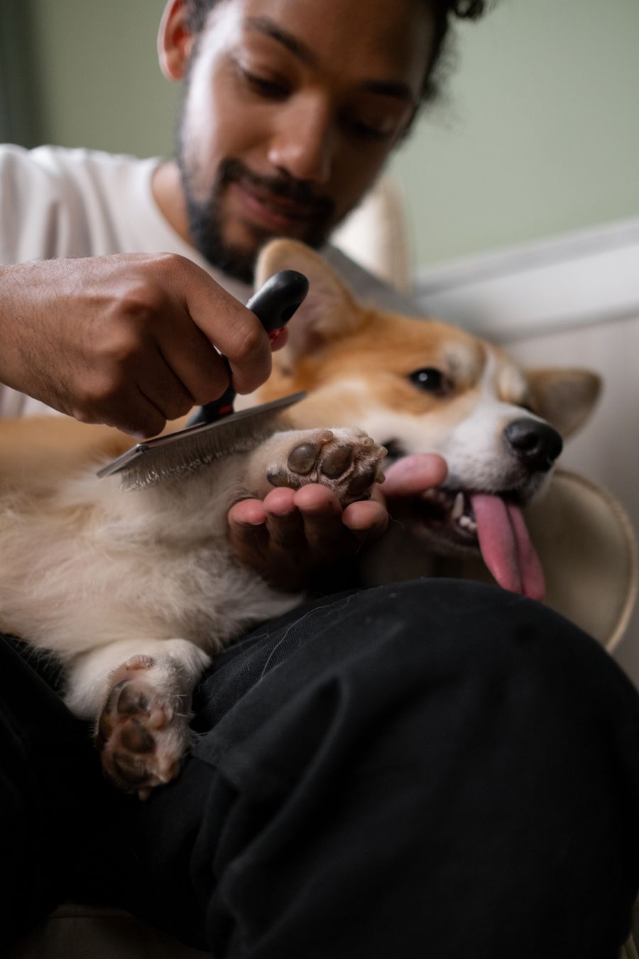A dog enjoying a brushing