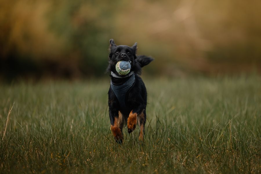 A dog running with a ball
